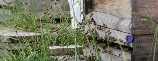 das Bild zeigt viele Honigbienen vor dem Flugloch einer Holzbeute (Foto: S. Krämer)