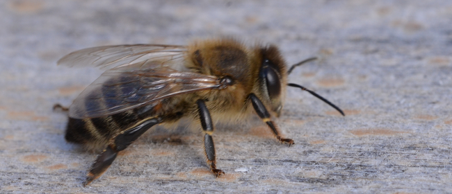 das Bild zeigt eine Honigbiene in Macroaufnahme (Foto: A. Pierenkemper)