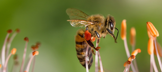 das Bild zeigt eine Honigbiene an einem orangen Blütenpollen (Foto: pixabay)