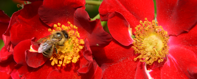 das Bild zeigt eine Honigbiene in einer roten Wildrosenblüte (Foto: A. Pierenkemper)