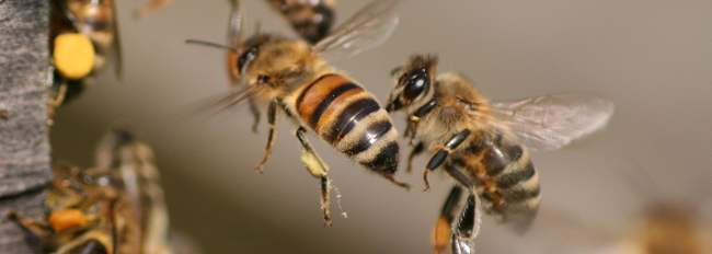 das Bild zeigt mehrere fliegende Honigbienen in Nahaufnahme (Foto: S. Krämer)