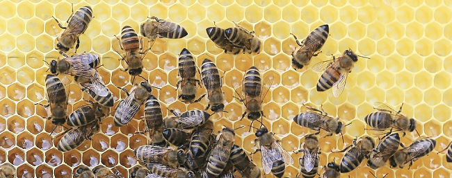 das Bild zeigt mehrere Honigbienen auf einer Honigwabe (Foto: S. Krämer)