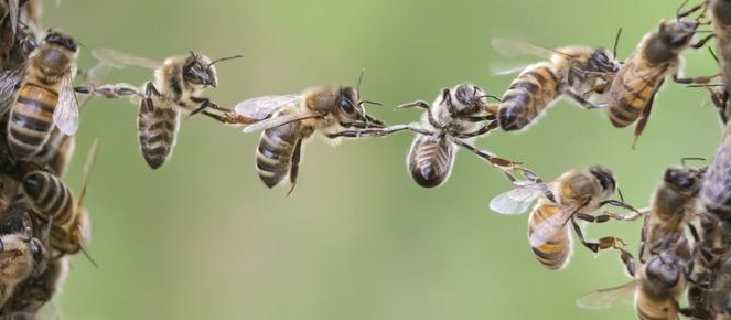 das Bild zeigt mehrere Honigbienen, die eine Kette bilden (Foto: A. Pierenkemper)
