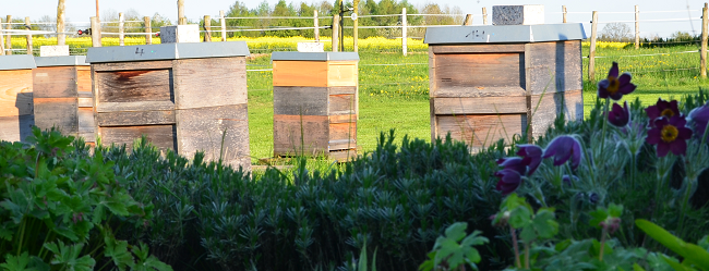 das Bild zeigt mehrere Bienenbeuten aus Holz in einem Garten (Foto: A. Pierenkemper) 