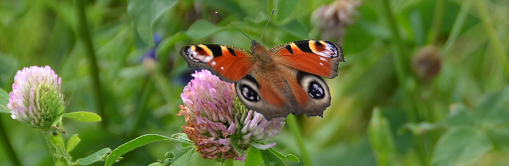 das Bild zeigt einen Schmetterling (Tagpfauenauge) auf einer Kleeblüte (Foto: A. Pierenkemper)