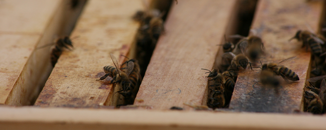 das Bild zeigt Honigbienen auf den Oberträgern einer Beute sitzend (Foto: A. Pierenkemper)